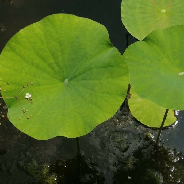 Nelumbo nucifera 葉