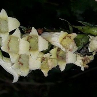 Digitalis lutea പുഷ്പം