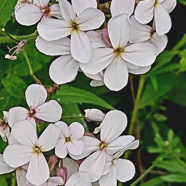 Hesperis matronalis Λουλούδι