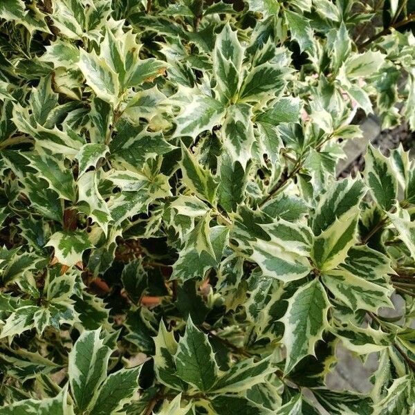 Osmanthus heterophyllus برگ