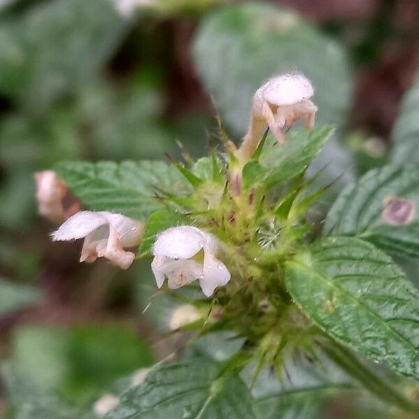 Galeopsis tetrahit Õis