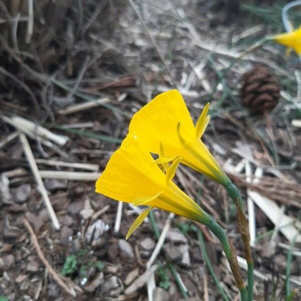 Narcissus bulbocodium Floare