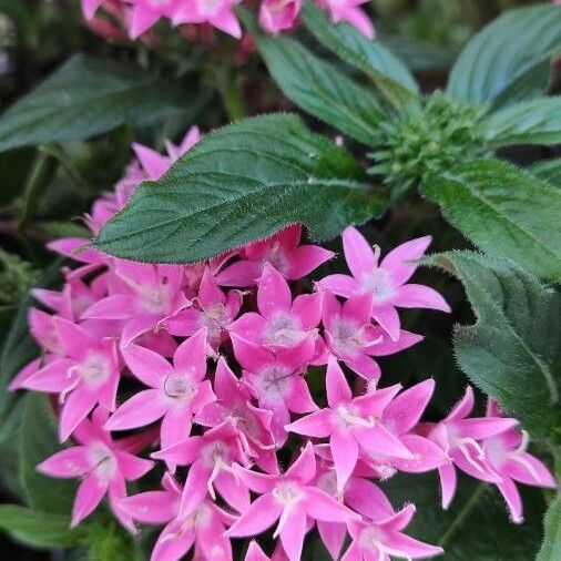 Pentas lanceolata Kvet