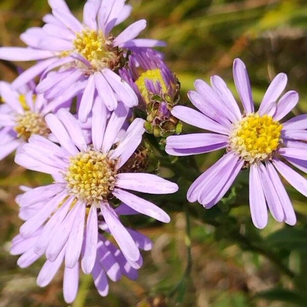 Aster amellus Květ