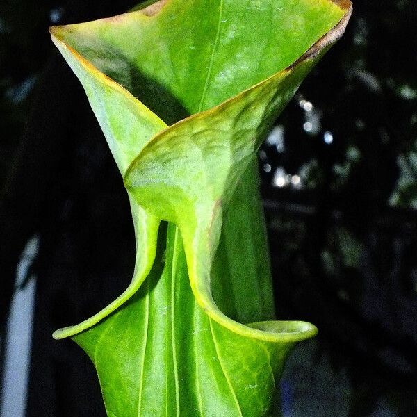 Sarracenia flava Fuelha