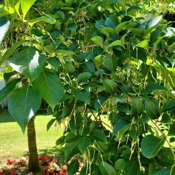 Styrax japonicus Ліст