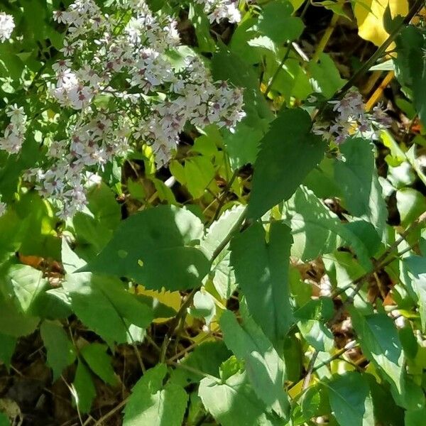 Symphyotrichum cordifolium Лист