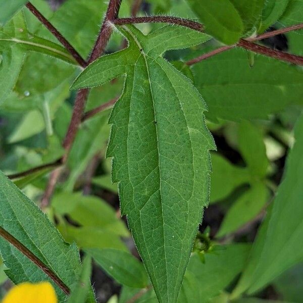 Rudbeckia triloba पत्ता