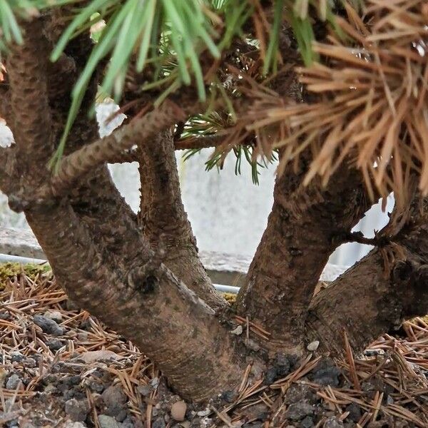 Pinus mugo പുറംതൊലി