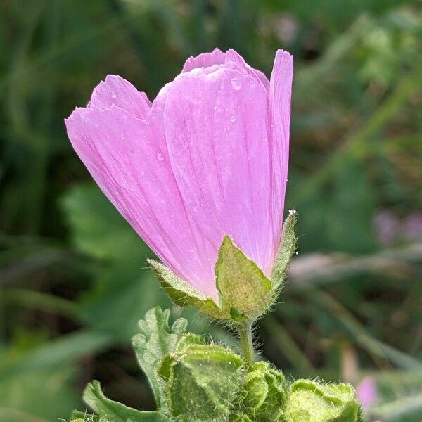 Malva alcea Flor