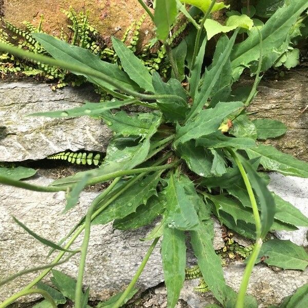 Hieracium murorum Leht