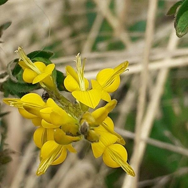 Genista germanica Blomma