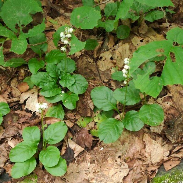 Pyrola elliptica Кветка