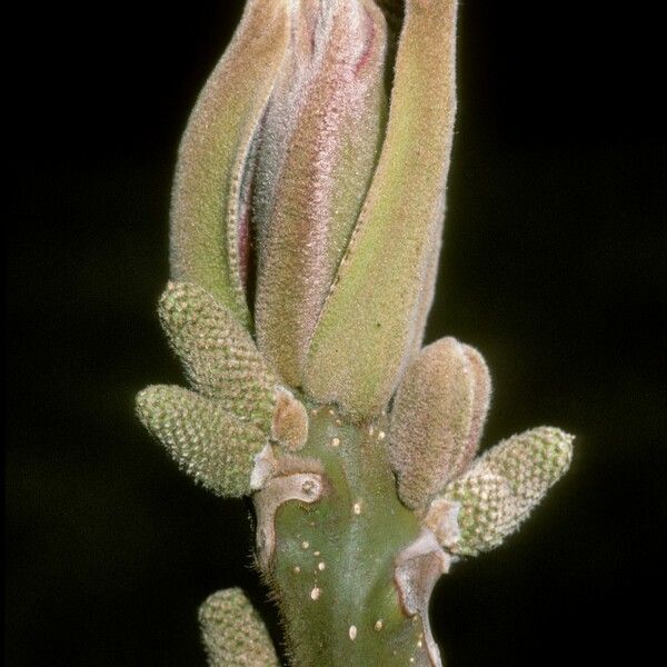 Juglans mandshurica Flower