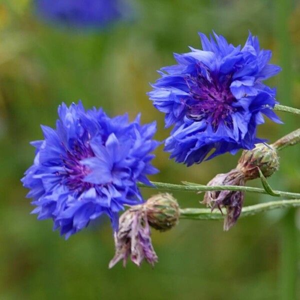 Centaurea cyanus Blüte