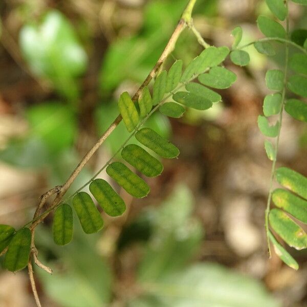 Abrus precatorius Leaf