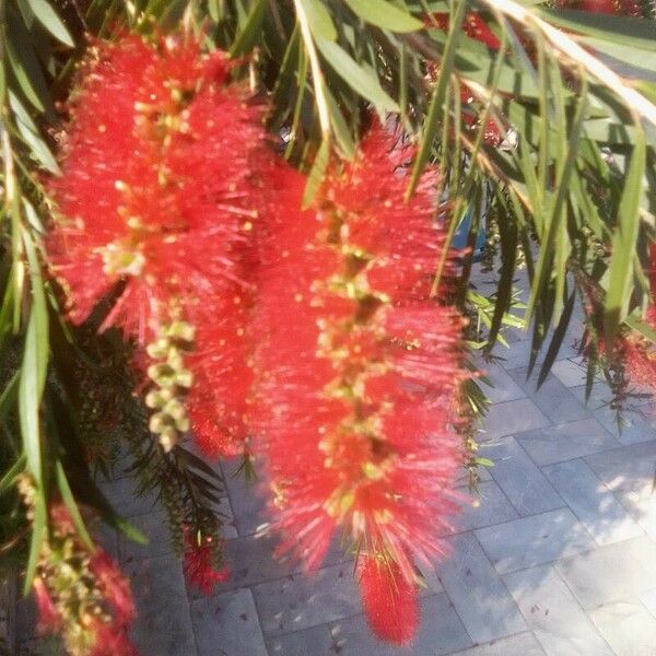 Callistemon viminalis Flower