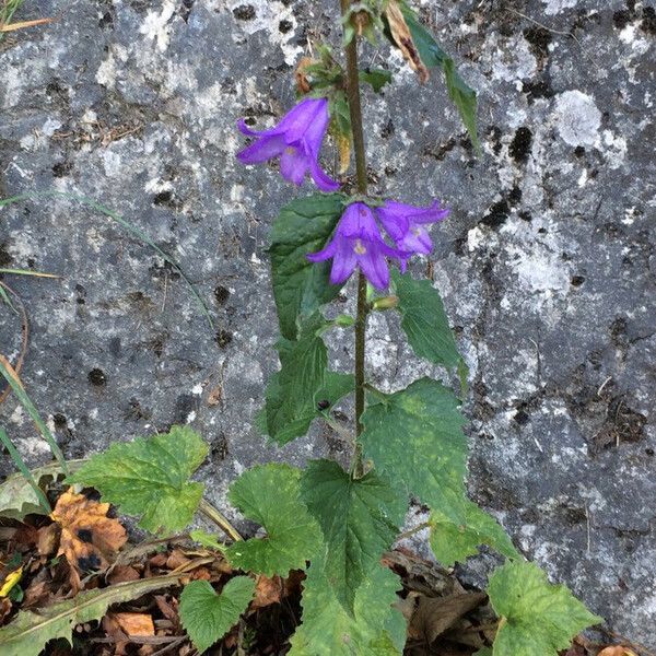 Campanula trachelium Хабит