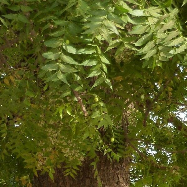 Azadirachta indica Blatt