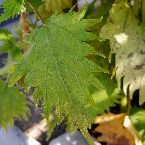 Urtica pilulifera ഇല