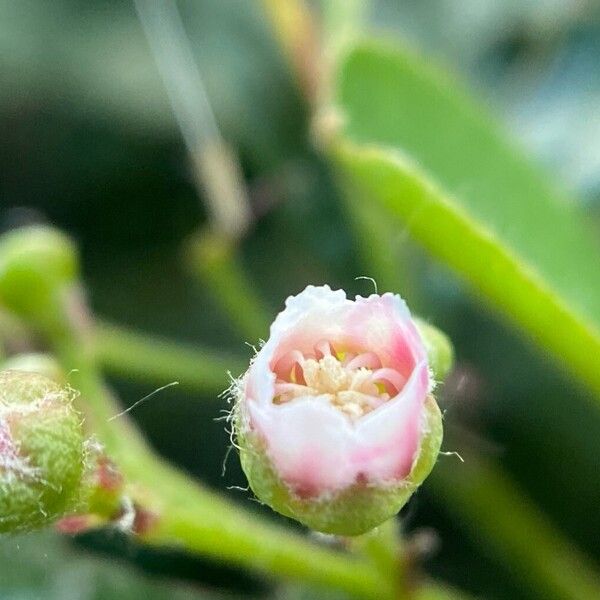 Cotoneaster acutifolius ফুল