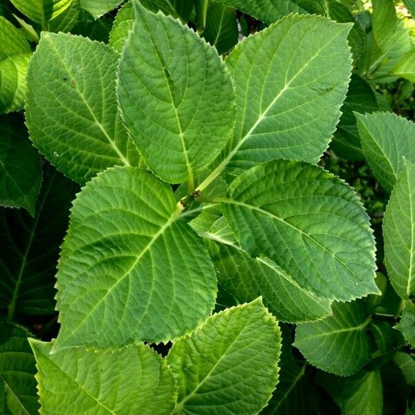 Hydrangea macrophylla برگ