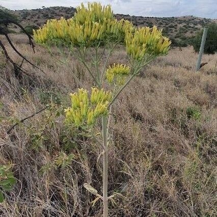 Kalanchoe mitejea Habit