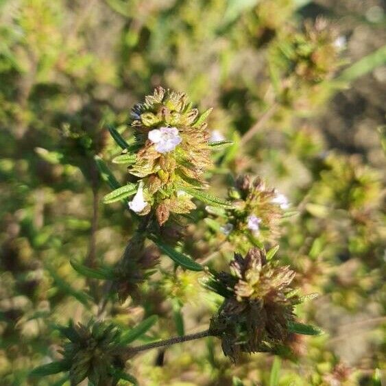 Satureja hortensis Blomst