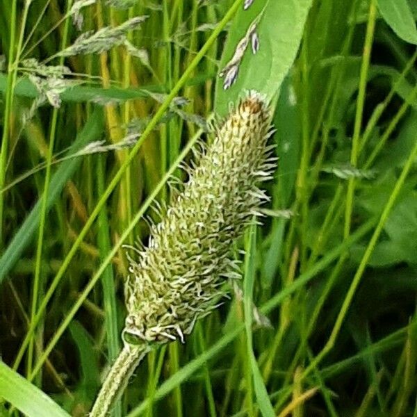 Alopecurus pratensis Flower