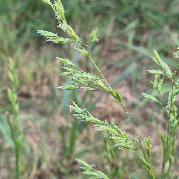 Lolium pratense Floare