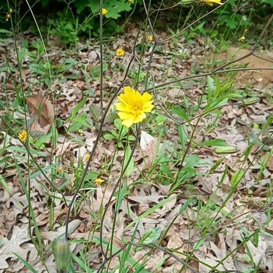 Hieracium venosum 花