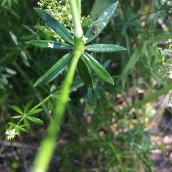 Galium mollugo Lehti