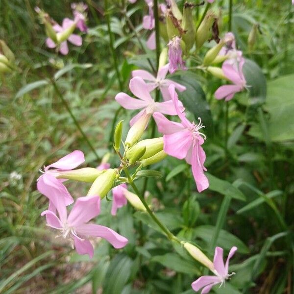 Saponaria officinalis 花