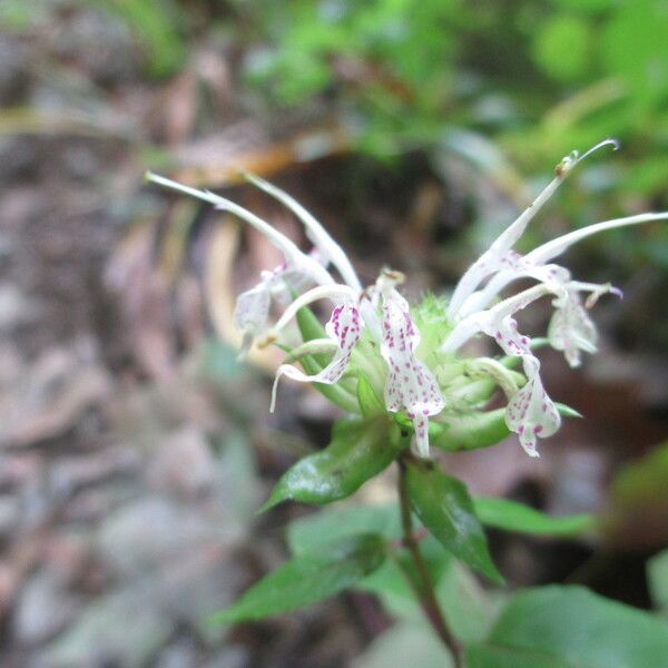 Monarda clinopodia Квітка