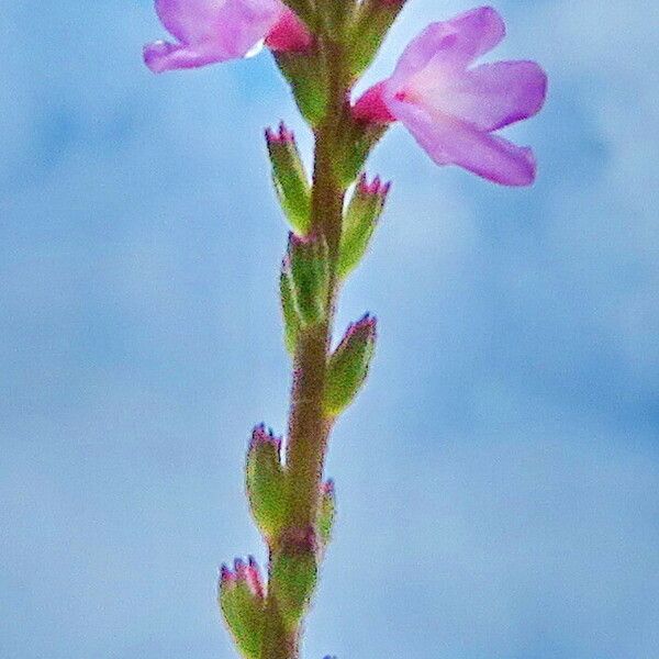 Verbena officinalis Çiçek