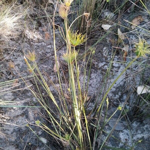 Cyperus haspan Habit