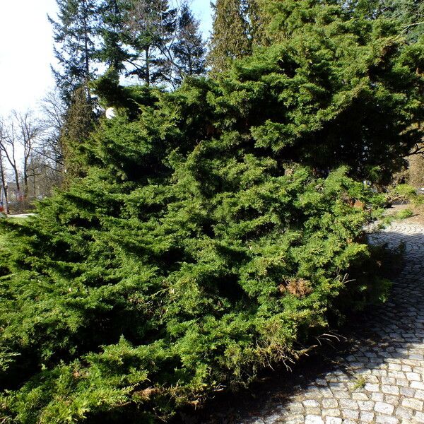 Juniperus sabina Plante entière