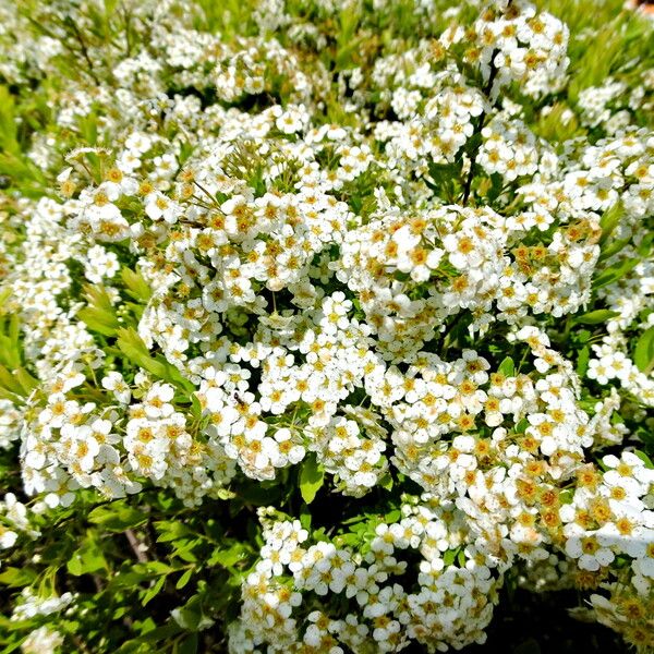 Spiraea hypericifolia Habitus