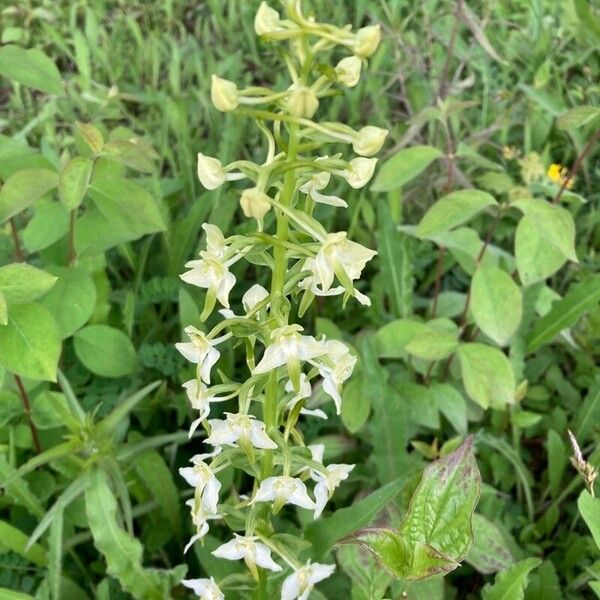 Platanthera chlorantha Žiedas