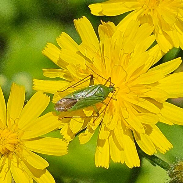 Crepis capillaris Flower