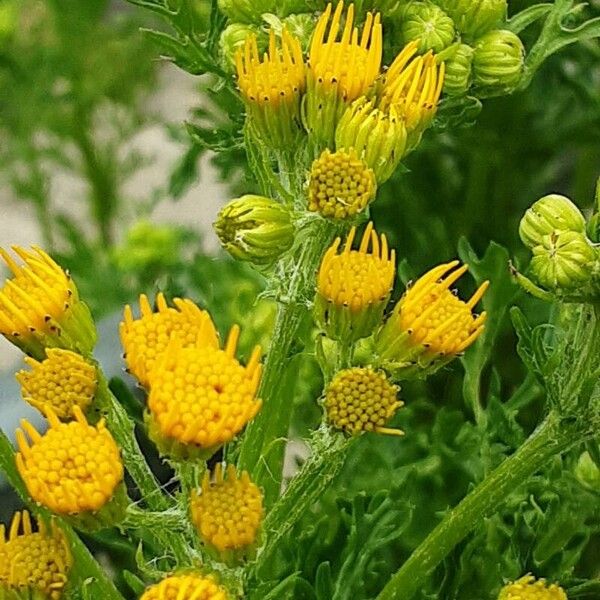 Senecio squalidus Flor