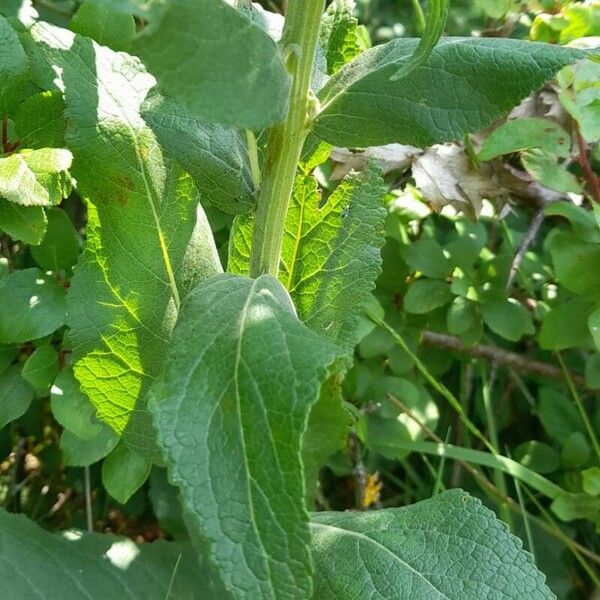 Verbascum lychnitis Leaf