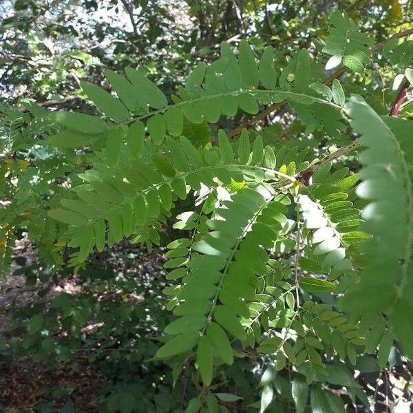 Gleditsia triacanthos 葉