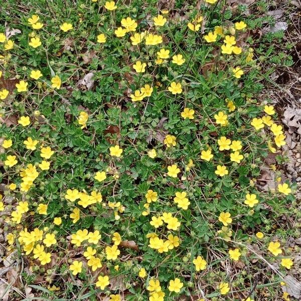 Potentilla verna ᱛᱟᱦᱮᱸ