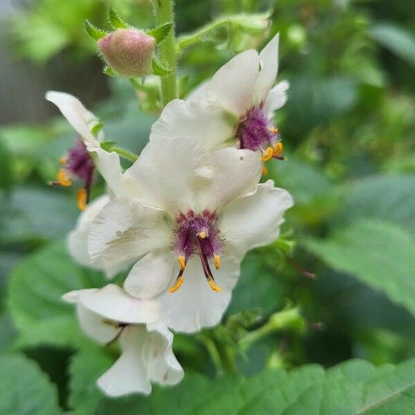 Verbascum blattaria Lorea