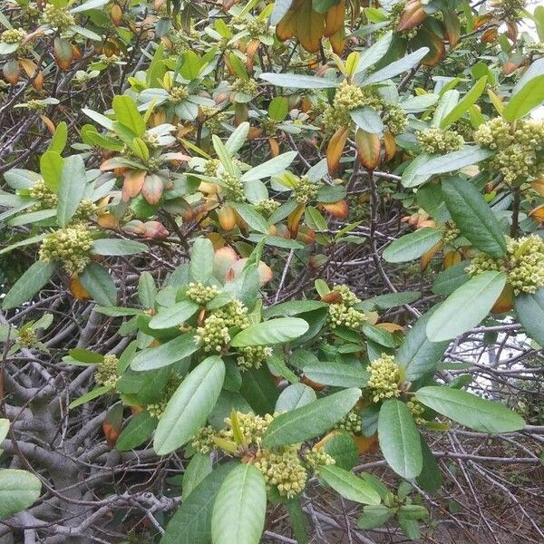 Frangula californica പുഷ്പം