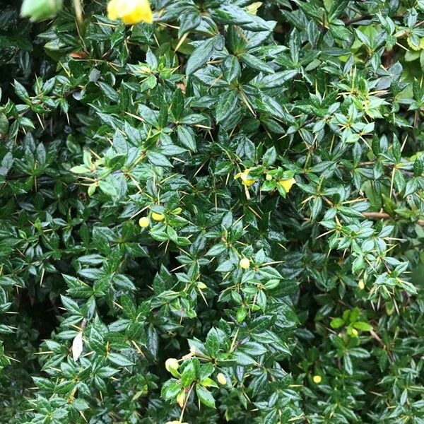 Berberis darwinii 整株植物