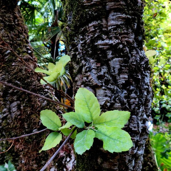 Quercus suber Blatt