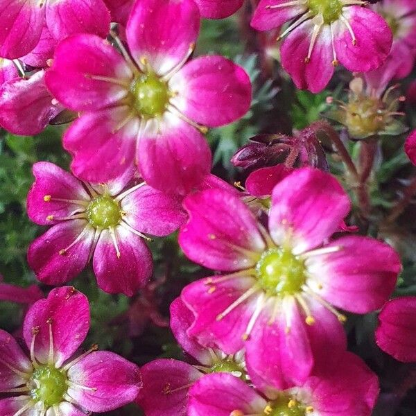 Saxifraga rosacea Kwiat