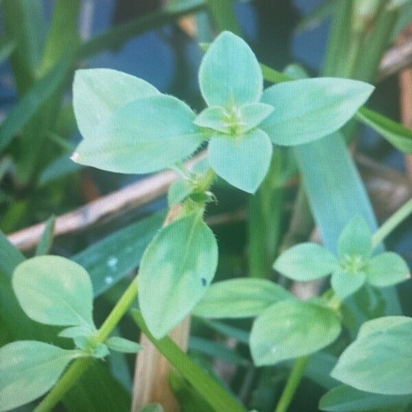 Richardia brasiliensis Folha